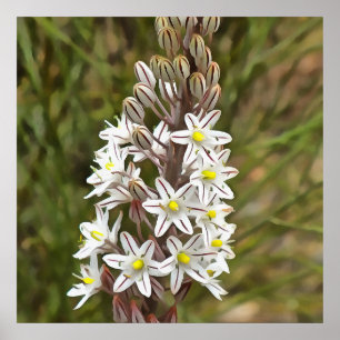 Drimia Maritima Or Island Onion Art Poster