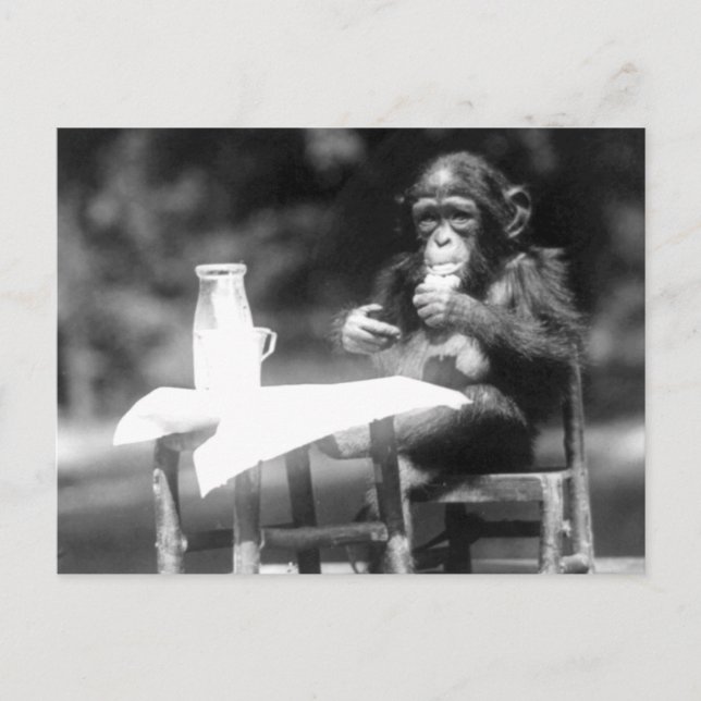 Drinking Chimpanzee Vintage National Zoo Postcard (Front)