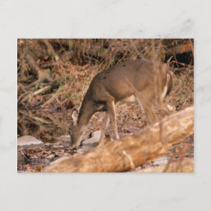Drinking Doe Postcard