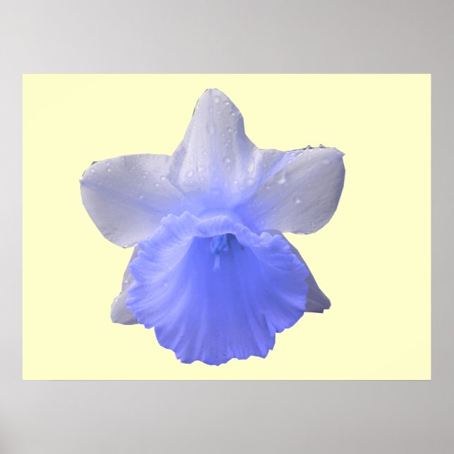 Dripping Daffodil Blue Print (Front)