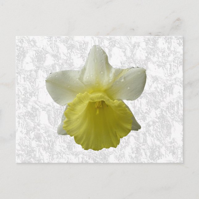 Dripping Daffodil Postcard (Front)