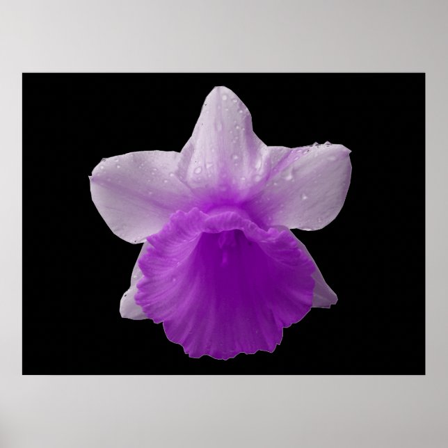 Dripping Daffodil Purple Print (Front)
