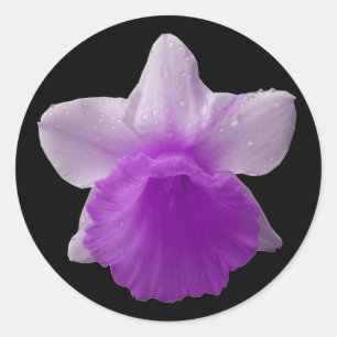 Dripping Daffodil Purple Sticker