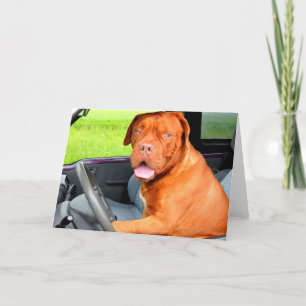Drive to love peace joy dog dogue de bordeaux holiday card