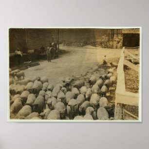 "Driving boy" driving sheep into the sheep pens Poster