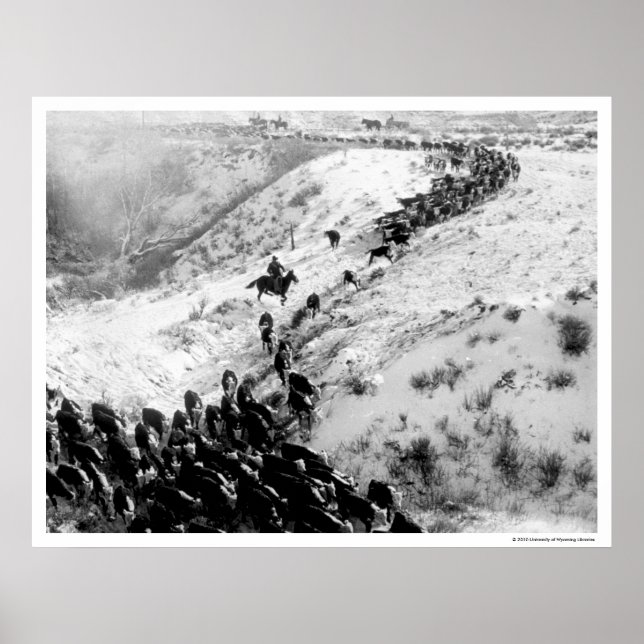 Driving cattle in the winter. poster (Front)
