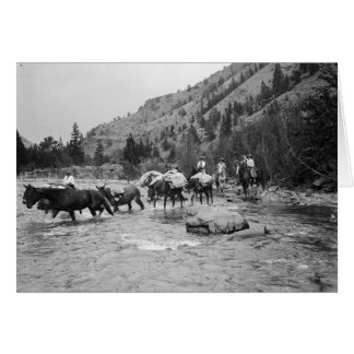 Driving pack mules across a river