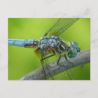 Drogonfly postcard. postcard