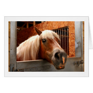 Drôle cheval