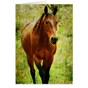 Drôle Cheval
