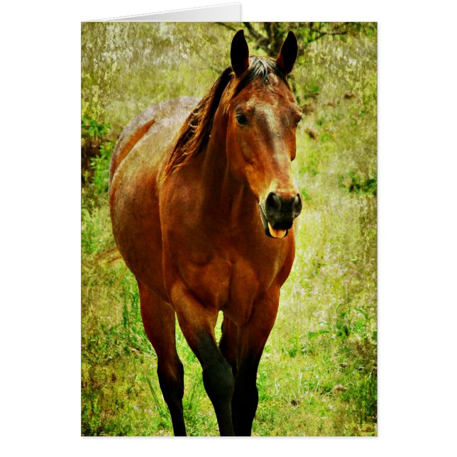 Drôle Cheval (Devant)