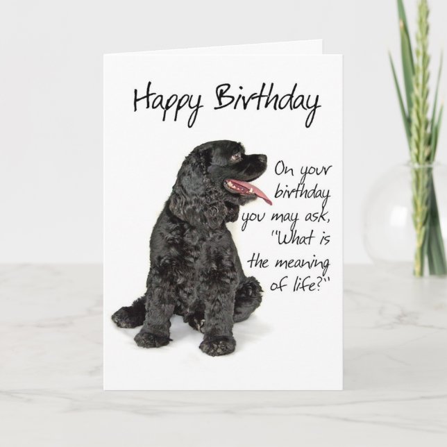 Drôle Cocker Spaniel Carte d'anniversaire (Devant)