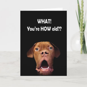drôle de carte d'anniversaire de chien surprise