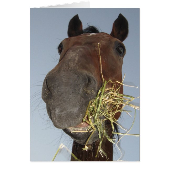 drôle de cheval carte (Devant)