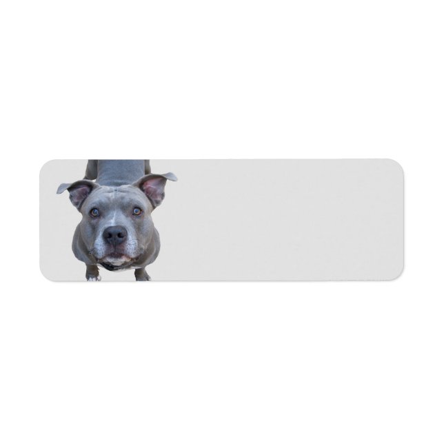 Drôle Étiquettes de adresse de Pitbull (Devant)