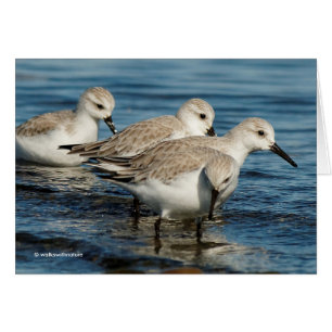 Drôle mignon 4 Sanderlings Sandpipers à la plage