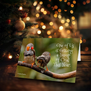 Drôle Naughty ou Nice Cheeky Pair de Zebra Finches