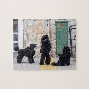 Drôle puzzle poodles