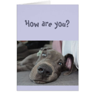 Drôle Social Distancing Miss You Great Dane Chien