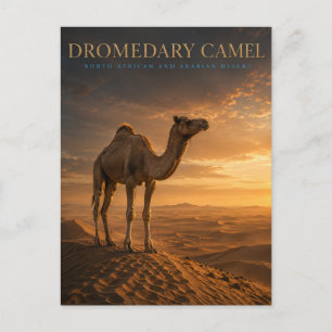 Dromedary Camel Desert Dunes ANIMALS Postcard