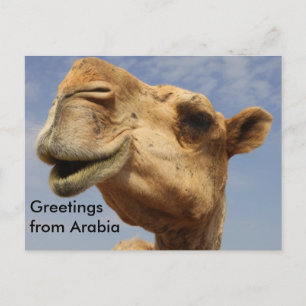 Dromedary camel postcard
