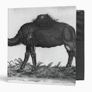 Dromedary, from 'Historial Animalium' Binder