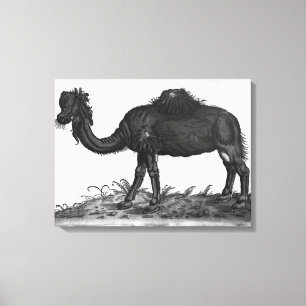 Dromedary, from 'Historial Animalium' Canvas Print