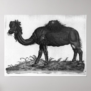 Dromedary, from 'Historial Animalium' Poster