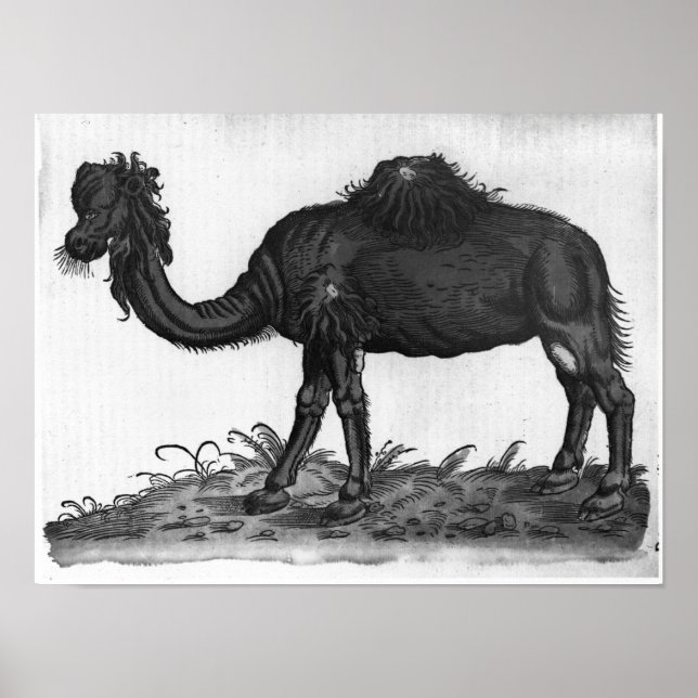 Dromedary, from 'Historial Animalium' Poster (Front)