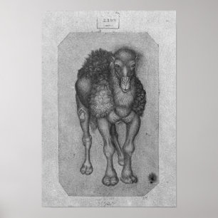 Dromedary, from the The Vallardi Album Poster