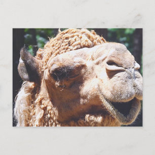 Dromedary One Hump Camel Face Closeup Postcard