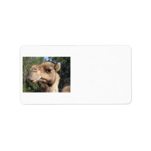 Drooling Camel Label
