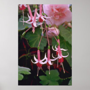 Drooping Flowers Poster