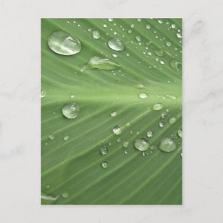 Drop by Drop Postcard