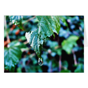 Drop Of Rain