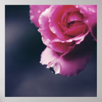 Drop on Pink Rose Macro Abstract