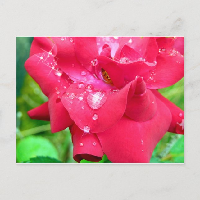 Droplets on petals postcard (Front)