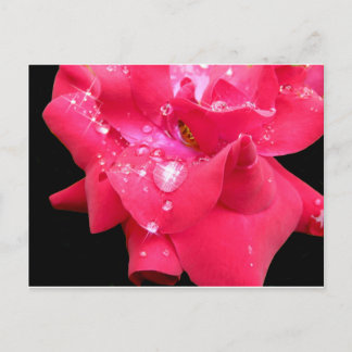 Droplets on petals Postcard