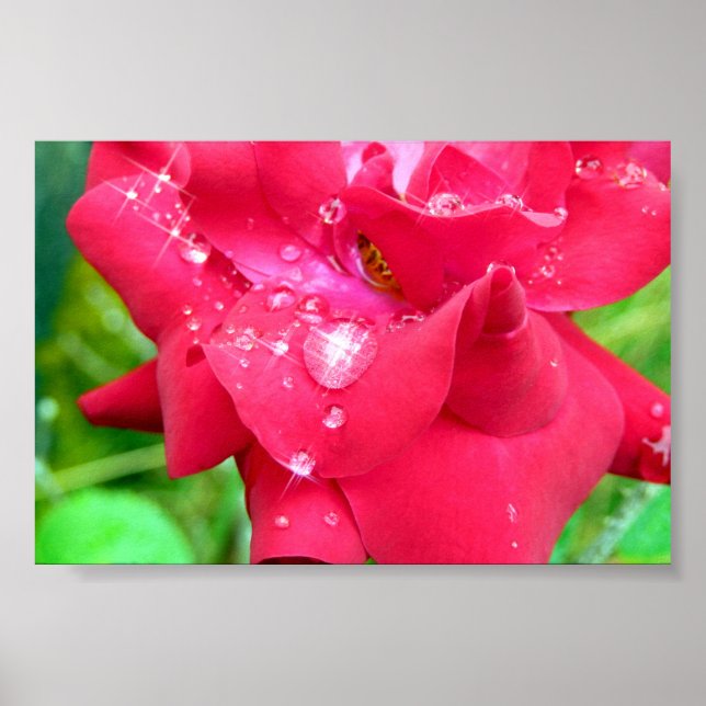 Droplets on Petals Poster (Front)