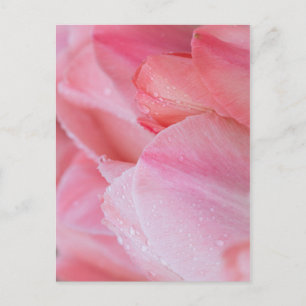 Droplets on Pink Tulips Close Up Postcard