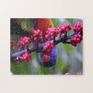 Dropping in for a snack - Rainbow Lorikeet Jigsaw Puzzle