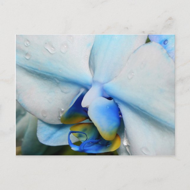Drops on Blue Orchid - postcard (Front)