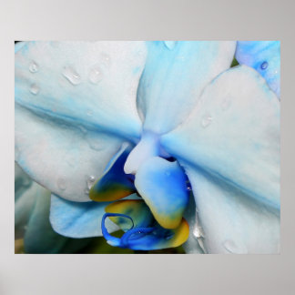 Drops on Blue Orchid Poster