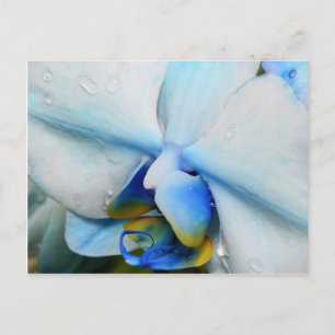Drops sur Blue Orchid - carte postale