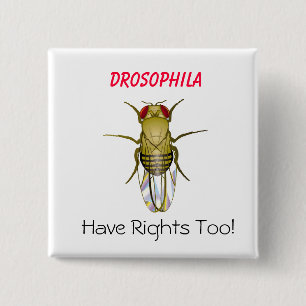 DROSOPHILA, Drosophila , Have Righ... - Customized 2 Inch Square Button