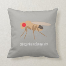 Drosophila Pillow