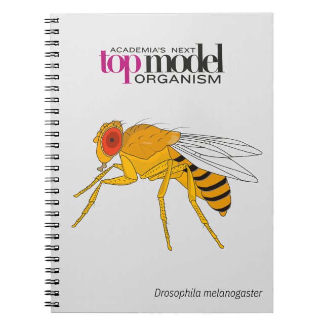 Drosophila spiral notebook (Front)