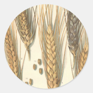Drought Resistant Wheat Plant, Vintage Agriculture Classic Round Sticker