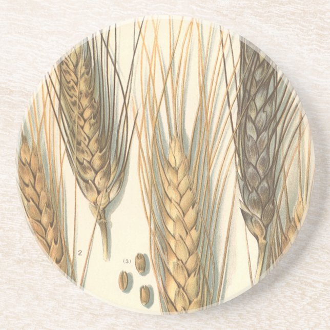 Drought Resistant Wheat Plant, Vintage Agriculture Coaster (Front)