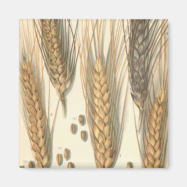 Drought Resistant Wheat Plant, Vintage Agriculture Magnet (Front)